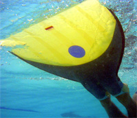 FIN